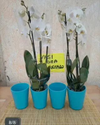 Set 5 Vasi Ceramica Azzurra