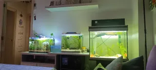 Acuario 115L con mueble