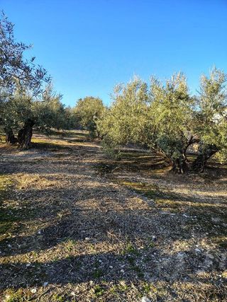 Terreno en venta en Cabra