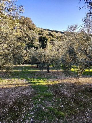 Terreno en venta en Cabra