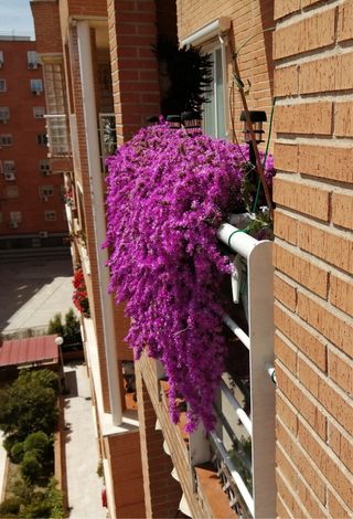 Planta Suculenta Rayito de Sol VER FOTOS