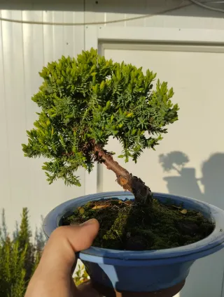 Bonsái Juniperus Procumbens Nana