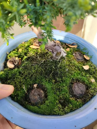 Bonsái Juniperus Procumbens Nana