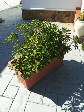 Jardinera con planta y tierra