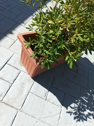 Jardinera con planta y tierra