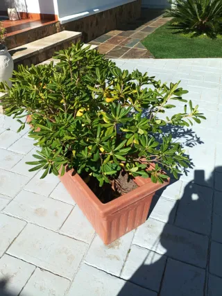 Jardinera con planta y tierra
