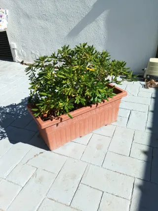 Jardinera con planta y tierra