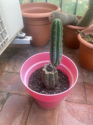 Cactus San Pedro