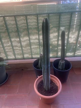 Cactus San Pedro