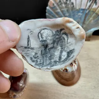 Collezione conchiglie decorate vintage