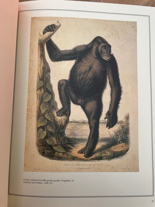 Libro MAMÍFEROS DEL MUNDO. LAS MÁS BELLAS IMÁGENES