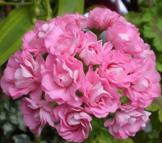 Pelargonium Swirland Pink rosebud da collezione