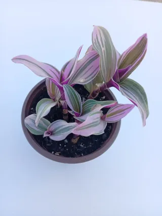 Tradescantia Nanuk