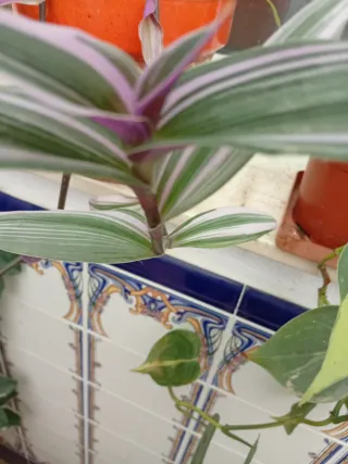 Tradescantia Nanuk (esquejes)