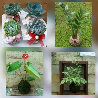 Plantas decorativas Kokedama Libelula Garden