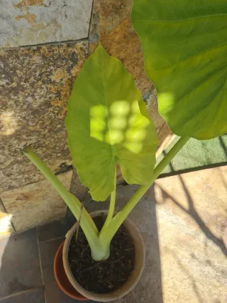 Maceta Oreja de Elefante