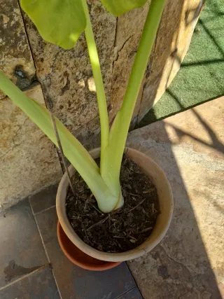 Maceta Oreja de Elefante