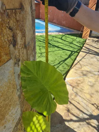 Maceta Oreja de Elefante