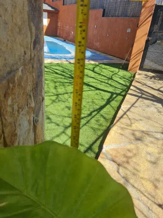 Maceta Oreja de Elefante