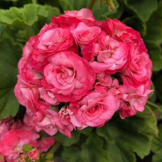 Pelargonium Antique Rose rosebud da collezione