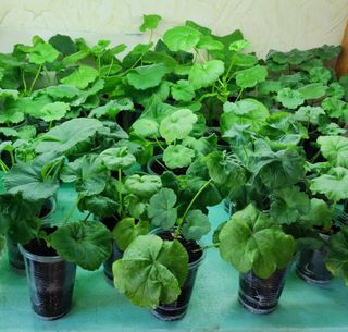 Pelargonium Antique Rose rosebud da collezione