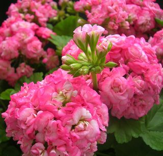 Pelargonium Antique Rose rosebud da collezione