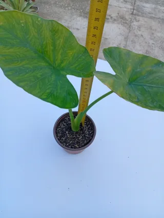 Alocasia Odora