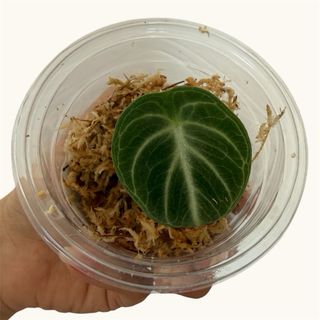 Alocasia Black Velvet