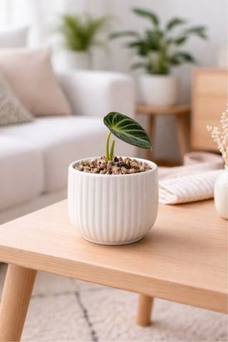 Alocasia Black Velvet