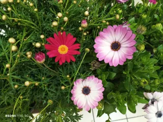 Planta margarita africana Diferentes colores