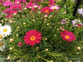 Planta margarita africana Diferentes colores