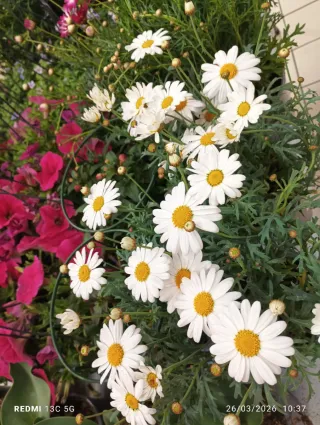 Planta margarita africana Diferentes colores