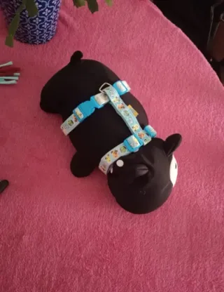 Lote Accesorios Perro: Collar, Arnés, Juguetes