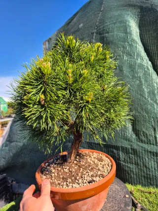 Prebonsai Pino Sylvestris Globosa Viridis