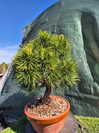Prebonsai Pino Sylvestris Globosa Viridis