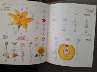 DICCIONARIO VISUAL