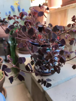 Oxalis 3