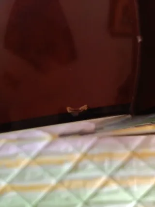 Guitarra Española Clásica