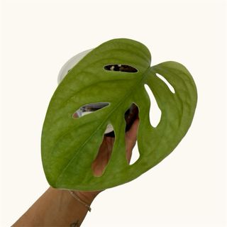 Monstera Adansonii