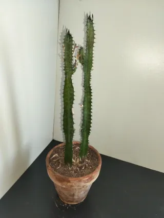 Euphorbia Trigona Planta Cactus