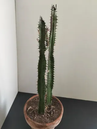 Euphorbia Trigona Planta Cactus