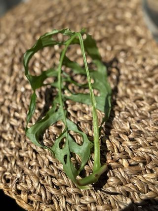 Pack Monstera Mint + Minima + Peru