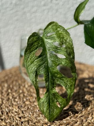 Pack Monstera Mint + Minima + Peru