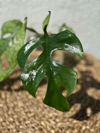 Pack Monstera Mint + Minima + Peru