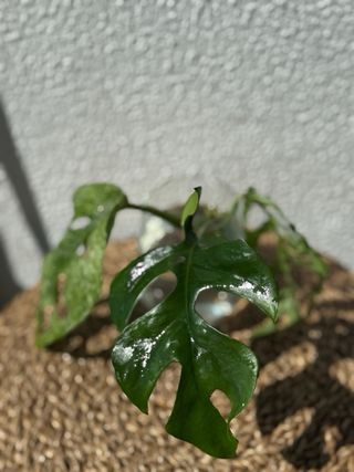 Pack Monstera Mint + Minima + Peru