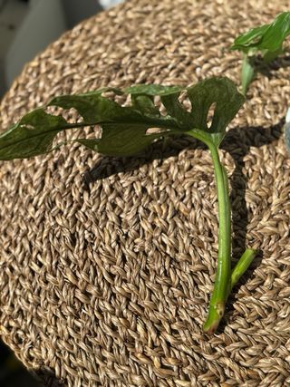 Pack Monstera Mint + Minima + Peru