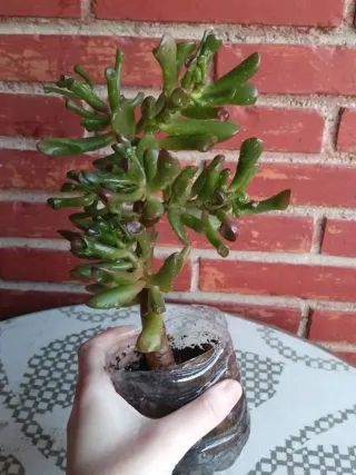 Planta suculenta Crassula Gollum