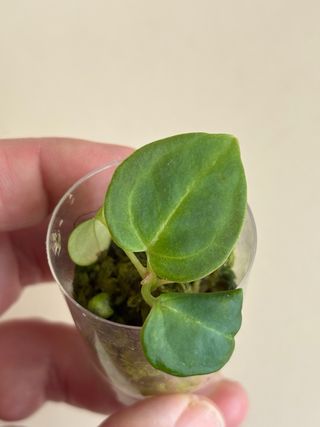 Anthurium crystallinum x forgetii