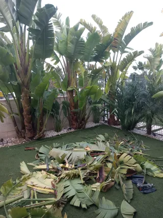 Jardinero Profesional