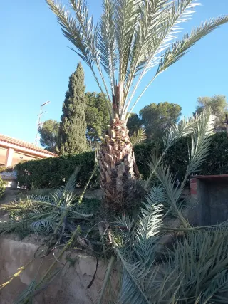 Jardinero Profesional